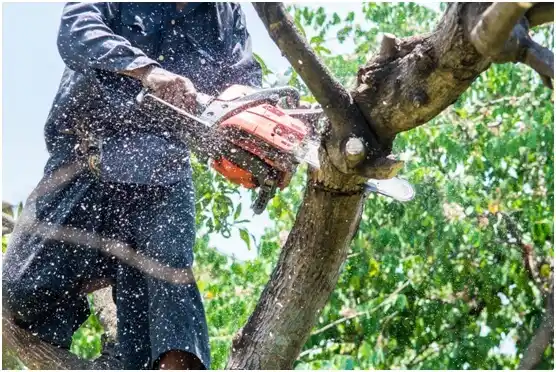 tree services Clearwater